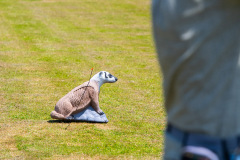 DSC_6727 DSC_6727